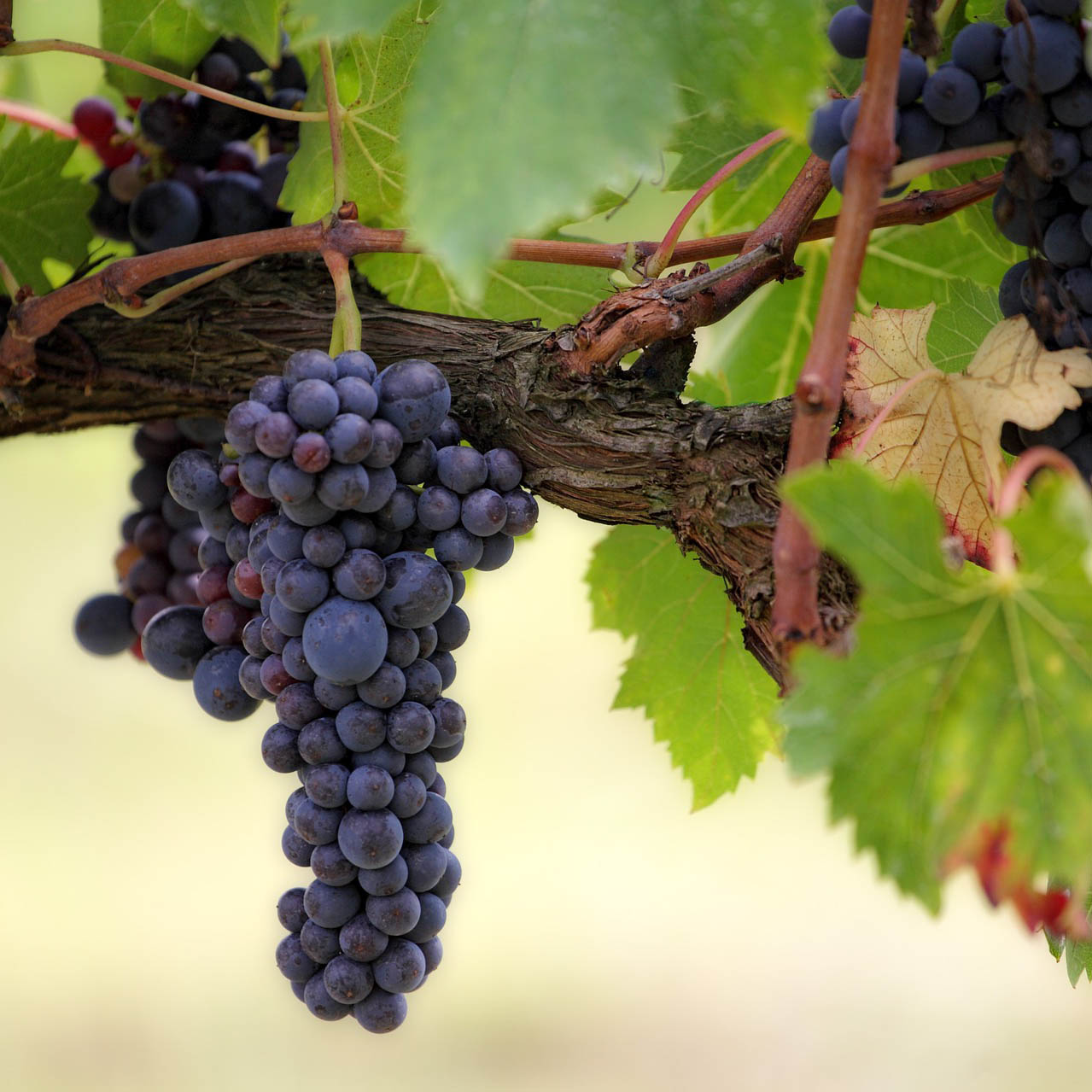 Donna Cristina Wir sind Schöpfer und Entwickler von Weinen, Likören, nativen Olivenölen extra, Balsamico-Essig, Schaumweinen aus Italien und aus der Schweiz. Donna Cristina Wir sind Schöpfer und Entwickler von Weinen, Likören, nativen Olivenölen extra, Balsamico-Essig, Schaumweinen aus Italien und aus der Schweiz.