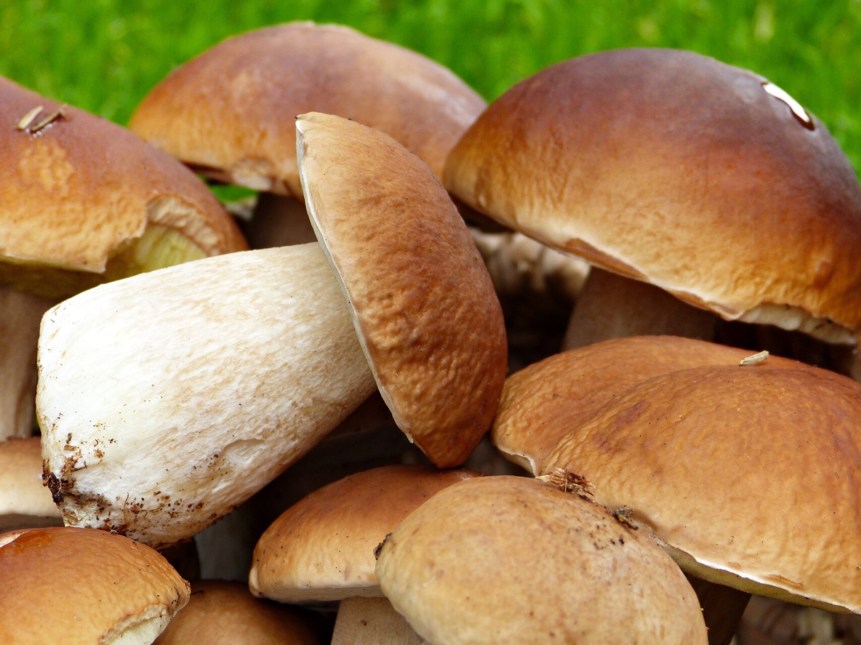 Porcini mushrooms in persillade