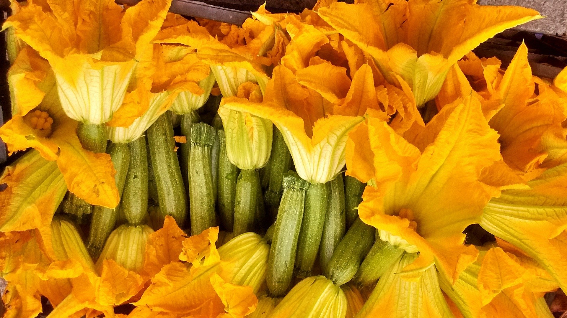 Frittelle di fiori di zucchina